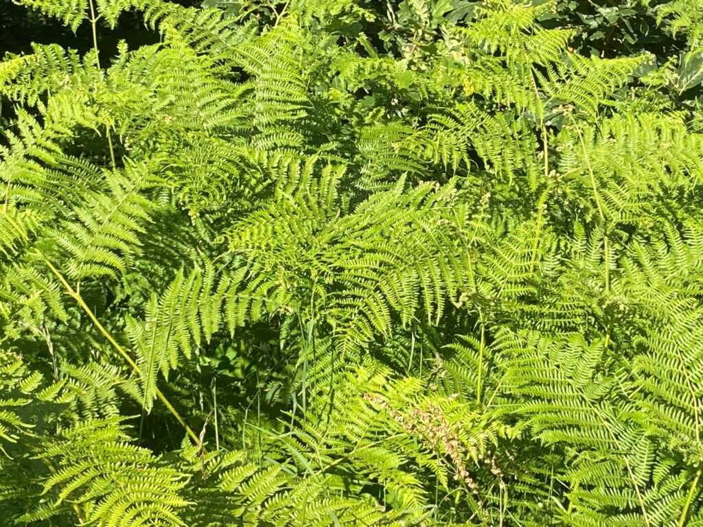 Ferns