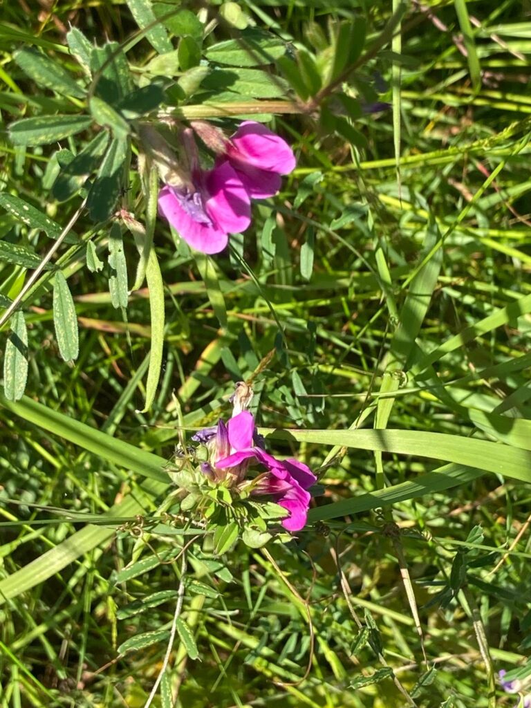 Pink flower