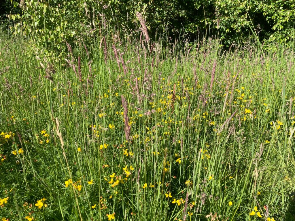 Wildflowers